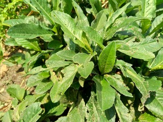 Sonchus Arvensis (Perennial sow, field milk thistle, field sowthistle, perennial sow-thistle, corn sow thistle, dindle, gutweed, swine thistle, tree sow thistle). Beneficial for wounds, cancer, cough.
