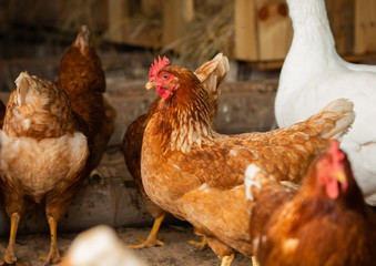 Chickens on a farm raised naturally Organic in Thailand