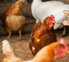 Chickens on a farm raised naturally Organic in Thailand