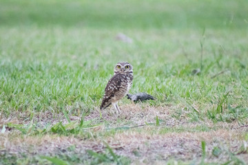 Burrowing owl (Athene cunicularia/Speotyto cunicularia) on the lawn