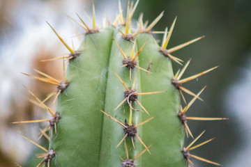 Cactus Pilosocereus arrabidae at the garden
