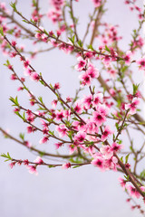 Pink peach flowers on branches on a gray background