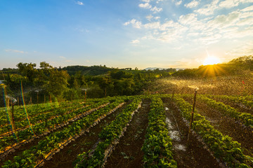 beautiful strawberries farm in the morning.