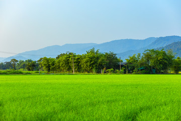 Agriculture green rice field under blue sky and mountain back at contryside. farm, growth and agriculture concept.