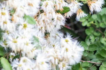 Inga flower (shimbillo) in the garden