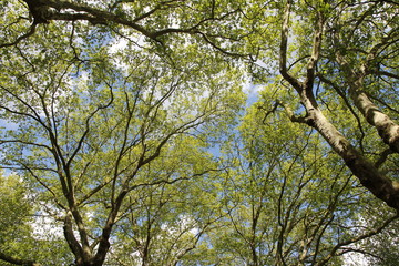Spring view of Silver Maple Trees in a sunny day, Green Park, London