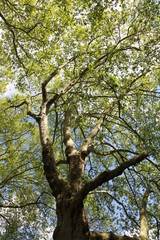 Spring view of Silver Maple Trees in a sunny day, Green Park, London