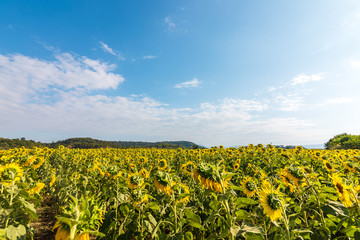 Fototapeta na wymiar field of sunflower and mountain back under beautiful blue sky.