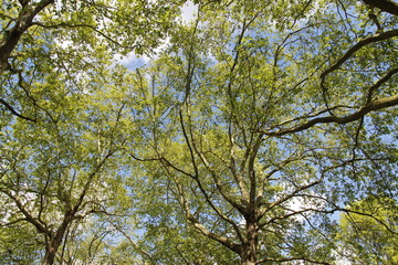 Spring view of Silver Maple Trees in a sunny day, Green Park, London