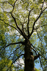 Spring view of Silver Maple Trees in a sunny day, Green Park, London