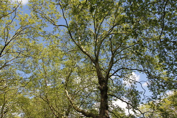 Spring view of Silver Maple Trees in a sunny day, Green Park, London