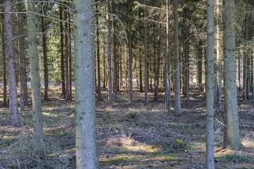 Trockene B&auml;ume im Wald