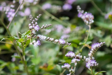 Flower Vernonia in the garden