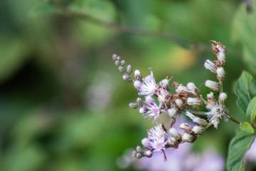 Flower Vernonia in the garden