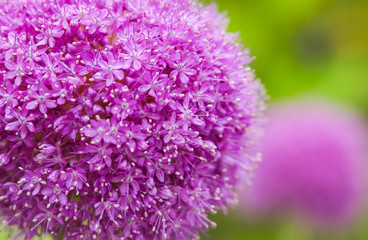きれいな球状の紫の花の拡大