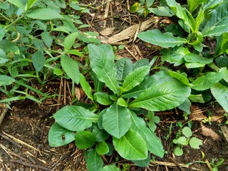 Sonchus Arvensis (Perennial sow, field milk thistle, field sowthistle, perennial sow-thistle, corn sow thistle, dindle, gutweed, swine thistle, tree sow thistle). Beneficial for wounds, cancer, cough.