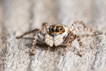 Jumping Spider Macro