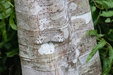 Butterfly Gray cracker (Hamadryas februa) on a tree trunk © Appreciate