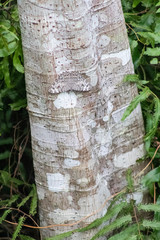 Butterfly Gray cracker (Hamadryas februa) on a tree trunk