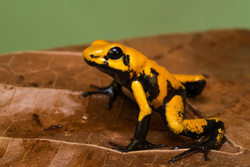 Closeup of a golden poison frog 