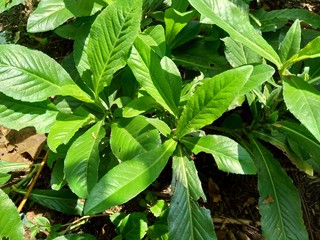 Sonchus Arvensis (Perennial sow, field milk thistle, field sowthistle, perennial sow-thistle, corn sow thistle, dindle, gutweed, swine thistle, tree sow thistle). Beneficial for wounds, cancer, cough.