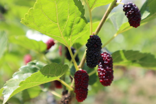 Mulberry balls turn into ripe, dark red and black on 
their stalks. Waiting for the harvest from farmers.
