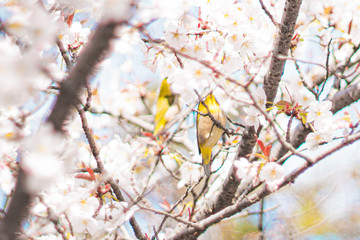 spring in the park