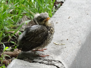 young chick of a thrush of fieldfare sits on a concrete border on a blurry background