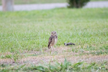 Burrowing owl (Athene cunicularia/Speotyto cunicularia) on the lawn