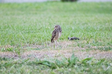Burrowing owl (Athene cunicularia/Speotyto cunicularia) on the lawn