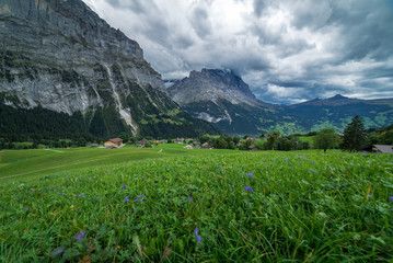 An alpine valley with green grass, houses, trees and countryside and the Eiger mountain peaks in...