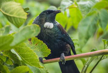 New Zealand endemic bird Tui sitting in the rain