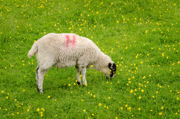 A Sheep grazing on green fields of grass in the town of Hilltop in The Lakes District, United Kingdom