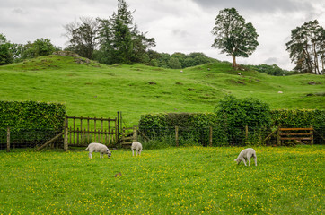 Obraz premium Sheep grazing on a farm in the town of Hilltop in The Lakes District, United Kingdom
