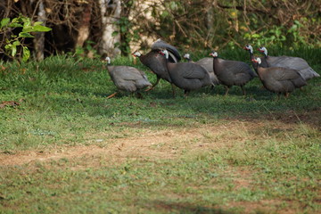 Decora&ccedil;&atilde;o