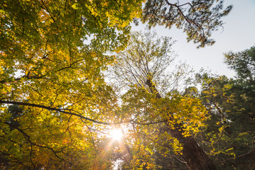 Wam sunlight shining through yellow, fall colored tree leaves in a beautiful garden park in China.