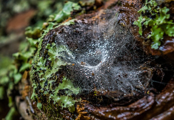 Raindrops in the spider web on a tree