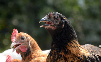Portrait of red and black chicken