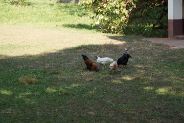 Decora&ccedil;&atilde;o