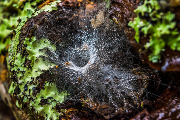 Raindrops in the spider web on a tree