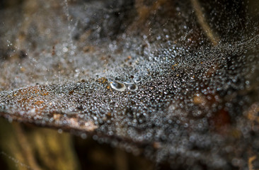 Detail of a spider web with raindrops