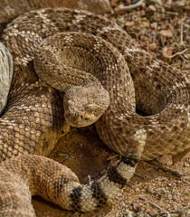 A snake coiled and ready to strike