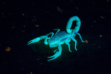 Scorpion glows under blue light
