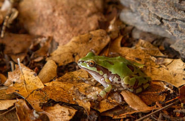 A green frog sits among leaves