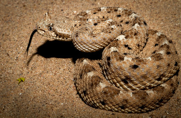 A rattle snake with tongue out testing the air