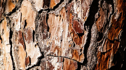 Tree bark as nature background.