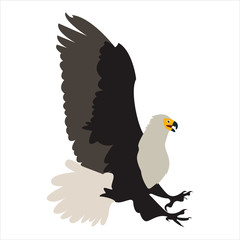 Cute animal eagle clip art bird illustration cartoon character