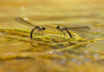 dragonfly resting on a wooden surface