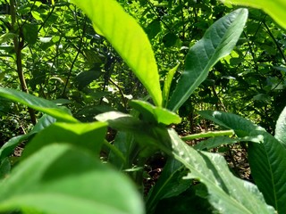 Sonchus Arvensis (Perennial sow, field milk thistle, field sowthistle, perennial sow-thistle, corn...