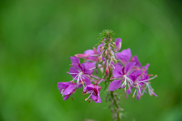 ivan-tea on dark green at bright noon